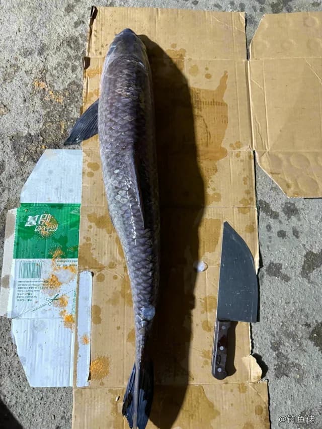 青鱼钓获 5.9kg