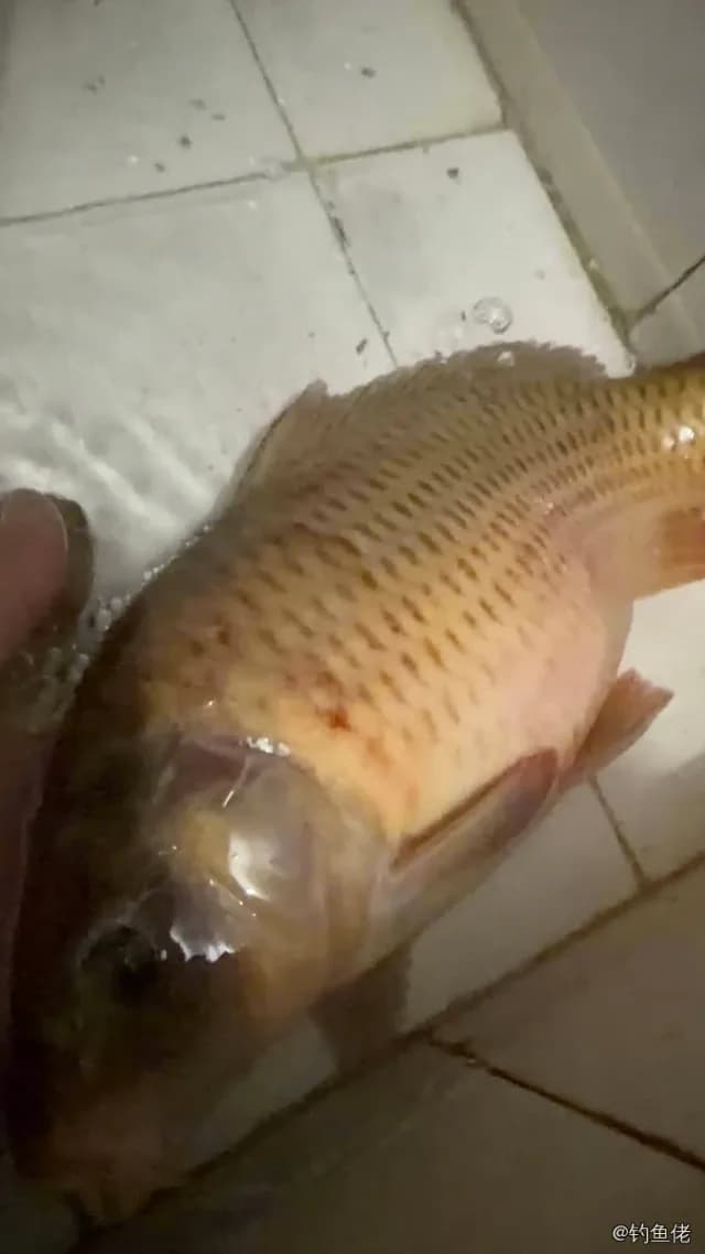 鲤鱼钓获 2.2kg