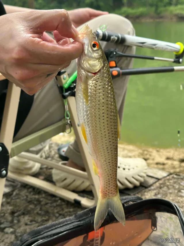 赤眼鳟钓获 0.2kg