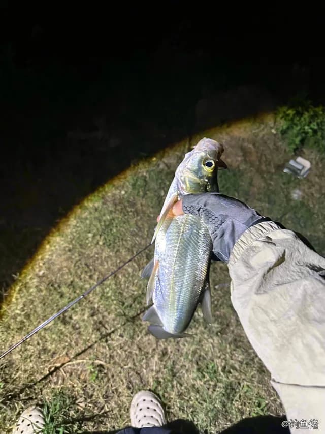 翘嘴鲌钓获 1kg