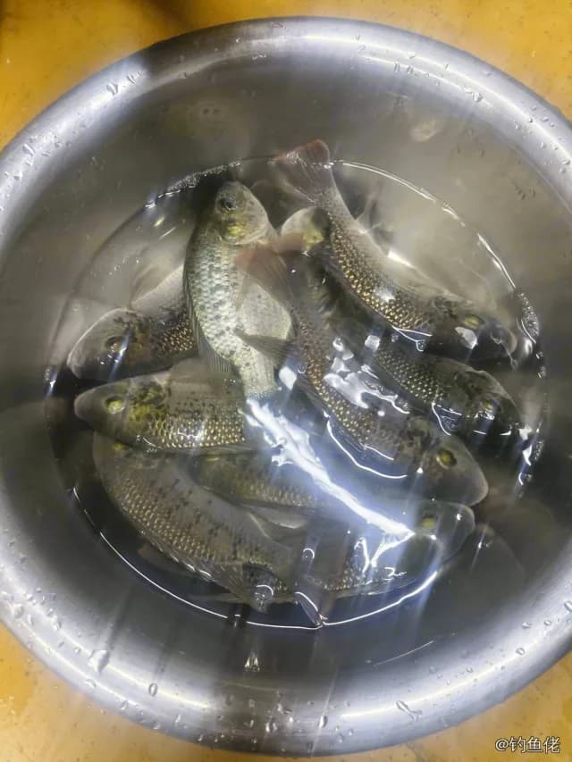 加利略帚齿非鲫钓获 0.2kg