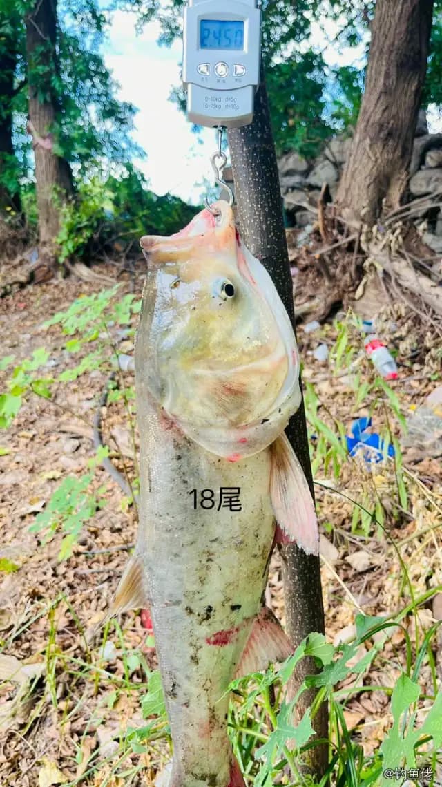 鲢鱼钓获 2.4kg