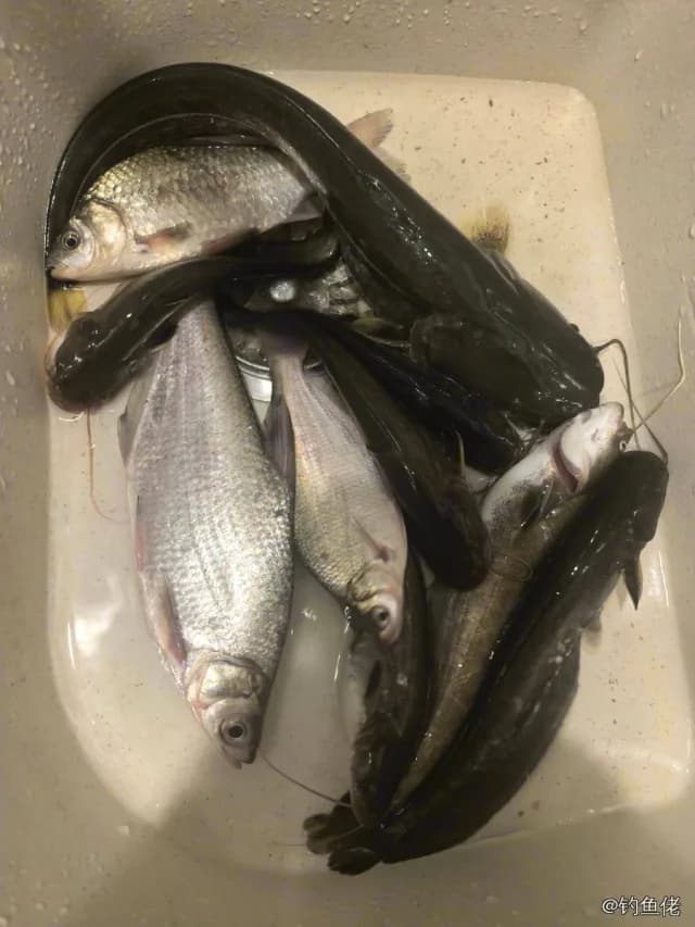 鲶鱼钓获 3kg