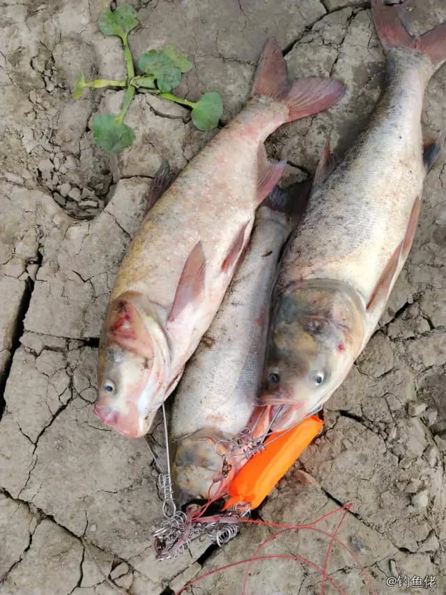 鲢鱼钓获 1kg