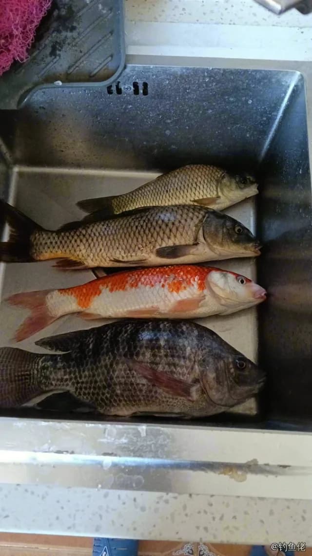 尼罗非鲫钓获 0.5kg
