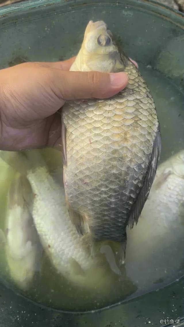 鲫鱼钓获 0.4kg