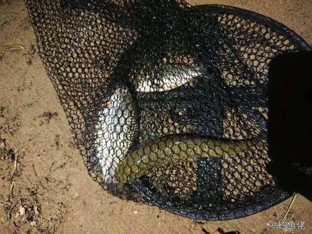 日本松球鱼钓获 0.1kg