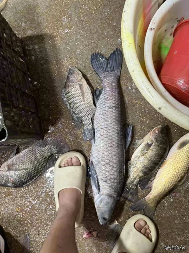 草鱼钓获 3.9kg