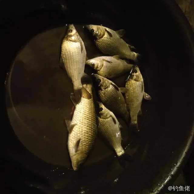 鲫鱼钓获 0.45kg