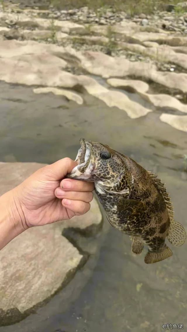 斑鳜钓获 0.6kg