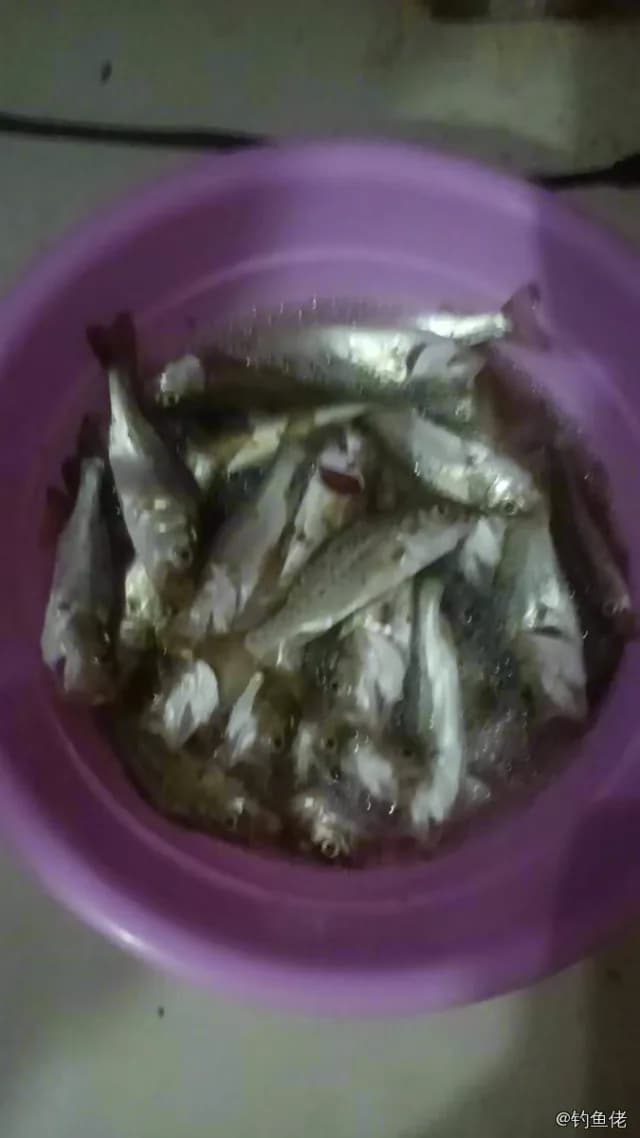 中国花鲈钓获 3kg
