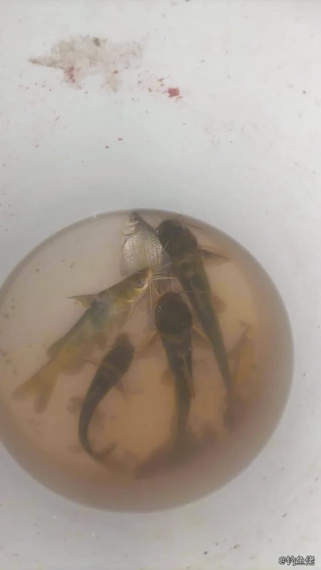 黄颡鱼钓获 0.03kg