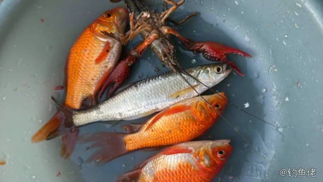 金鱼钓获 0.3kg
