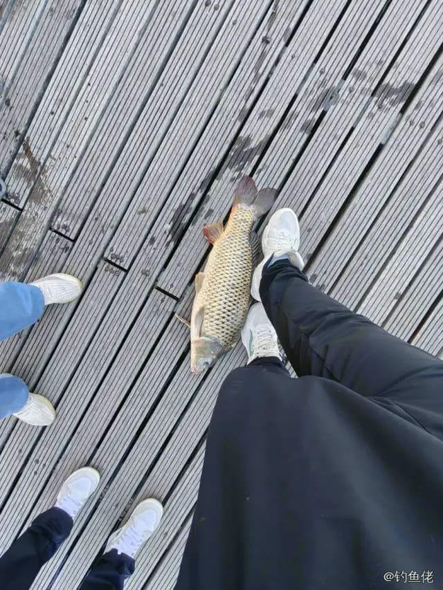 鲤鱼钓获 9.6kg