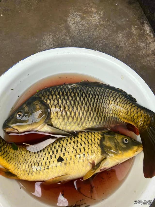 鲤鱼钓获 4kg