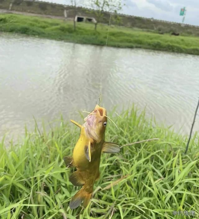 黄颡鱼钓获 0.03kg