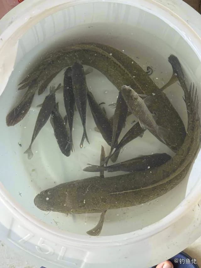 乌鳢钓获 1.3kg