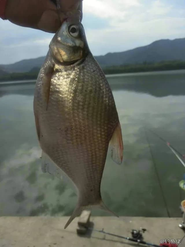 鳊鱼钓获 0.7kg