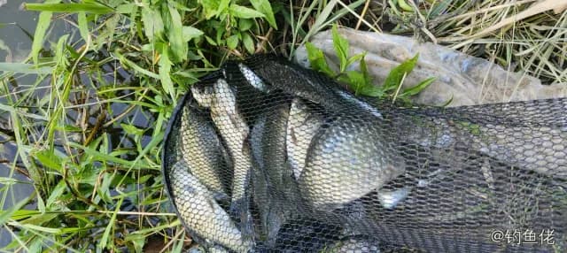 鲫鱼钓获 1.3kg