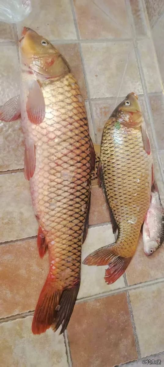 鲤鱼钓获 6.3kg