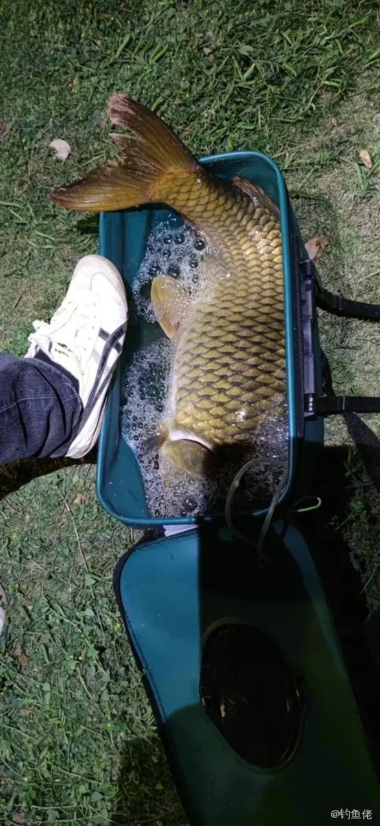 鲤鱼钓获 8.5kg