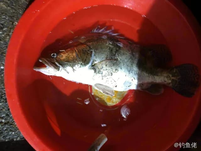 鳜鱼钓获 3.2kg