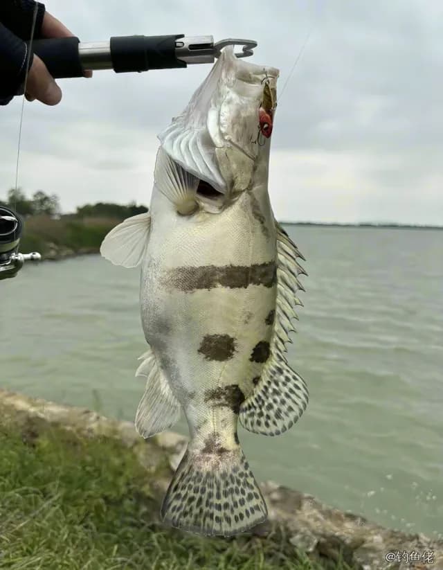 鳜鱼钓获 1kg