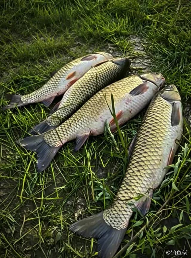 草鱼钓获 4.5kg