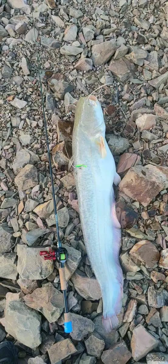 鲶鱼钓获 13.1kg