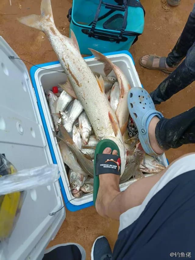翘嘴鲌钓获 3kg