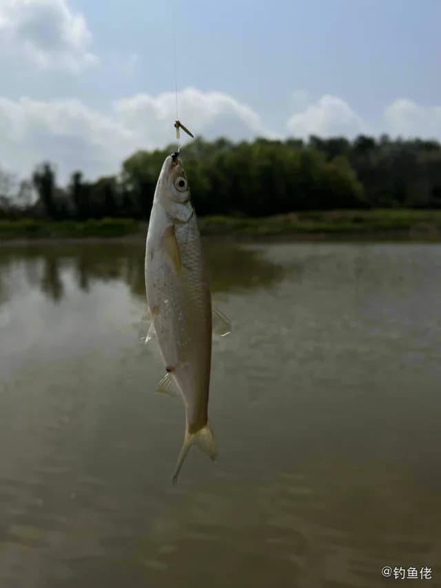 白条钓获 0.15kg