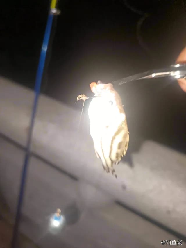 细鳞鯻钓获 0.08kg