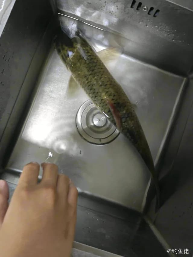 草鱼钓获 6.8kg