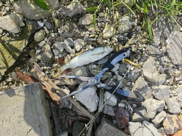 白条钓获 0.03kg