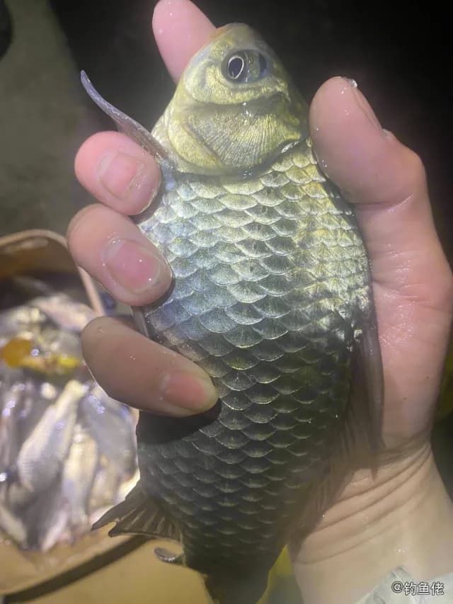 鲫鱼钓获 0.4kg