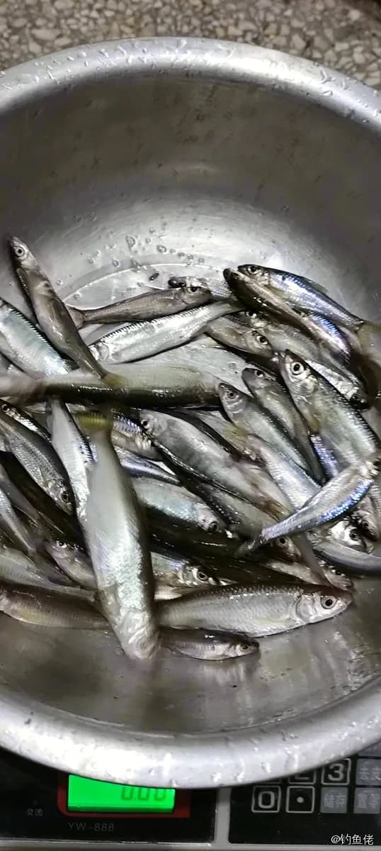 宽鳍鱲钓获 0.01kg