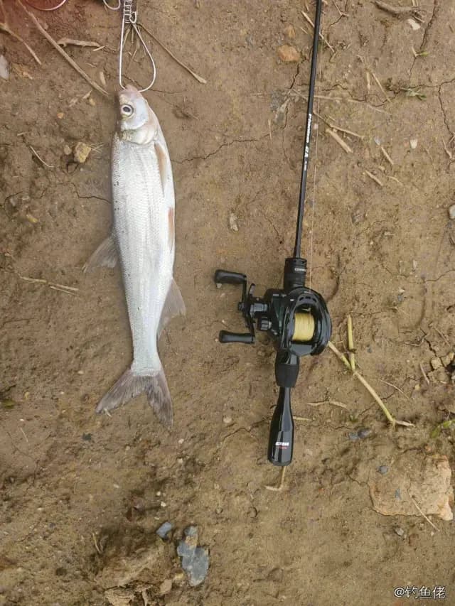 翘嘴鲌钓获 0.7kg