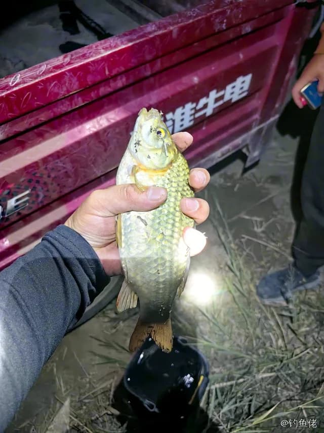 鲫鱼钓获 0.45kg