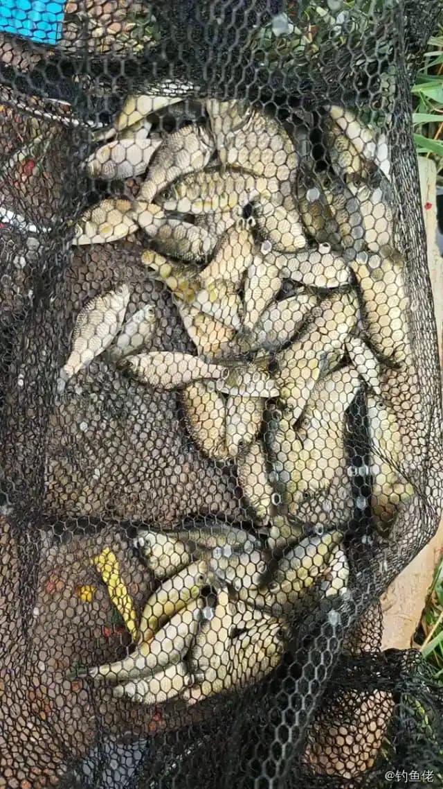 鲫鱼钓获 1kg