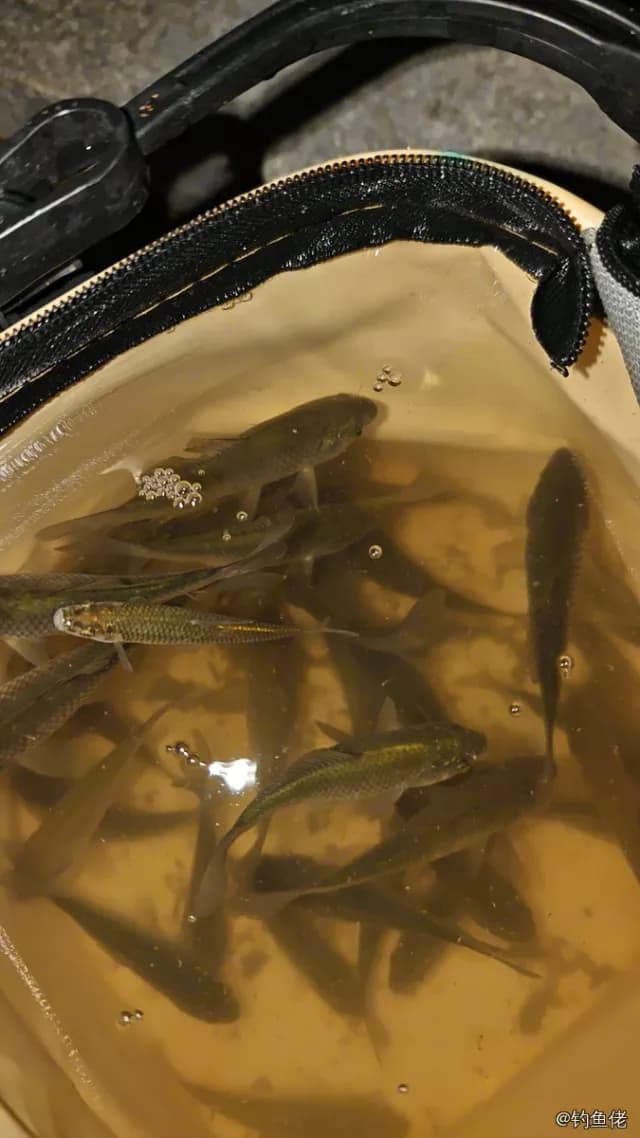 鲫鱼钓获 1kg