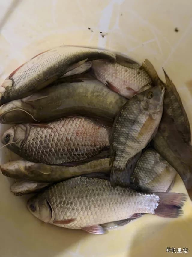 尼罗非鲫钓获 1.1kg