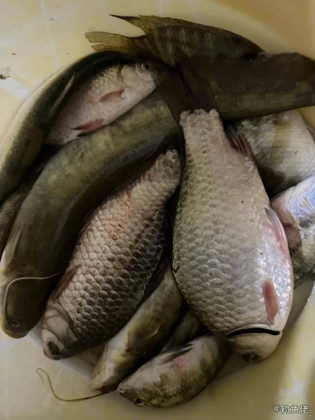 胡子鲇钓获 0.5kg