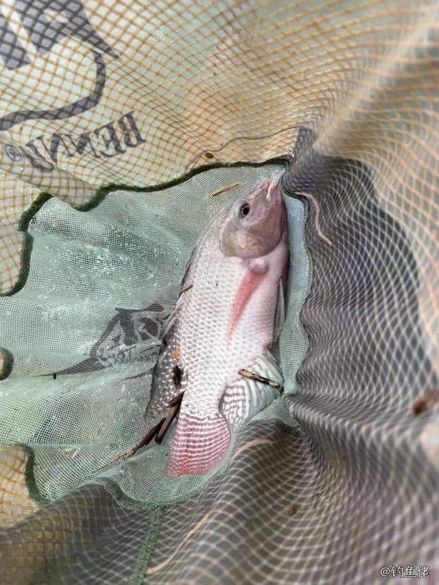 尼罗非鲫钓获 1kg