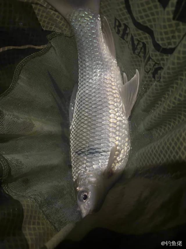 鲮鱼钓获 1.5kg