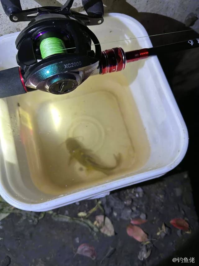 黄颡鱼钓获 0.1kg