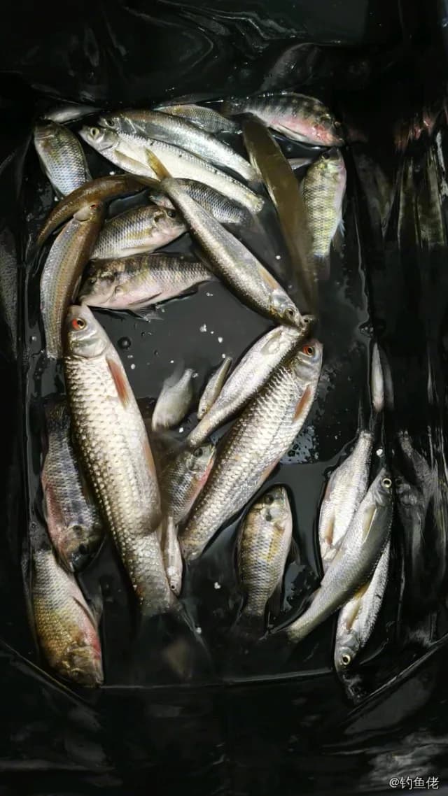 赤眼鳟钓获 1.5kg