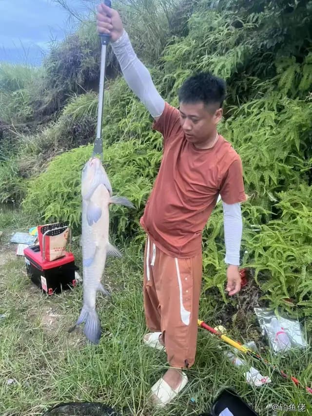 多带副绯鲤钓获 0.1kg