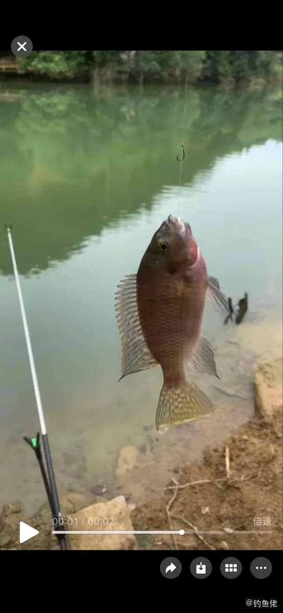 吉利非鲫钓获 0.2kg