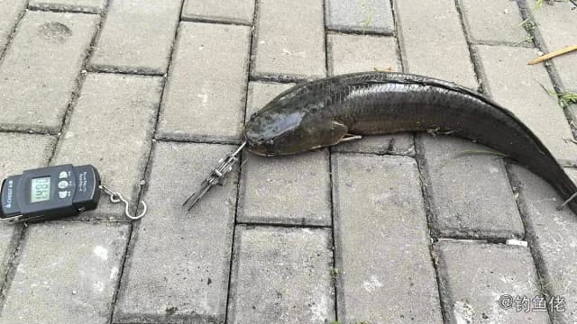 线鳢钓获 1.4kg