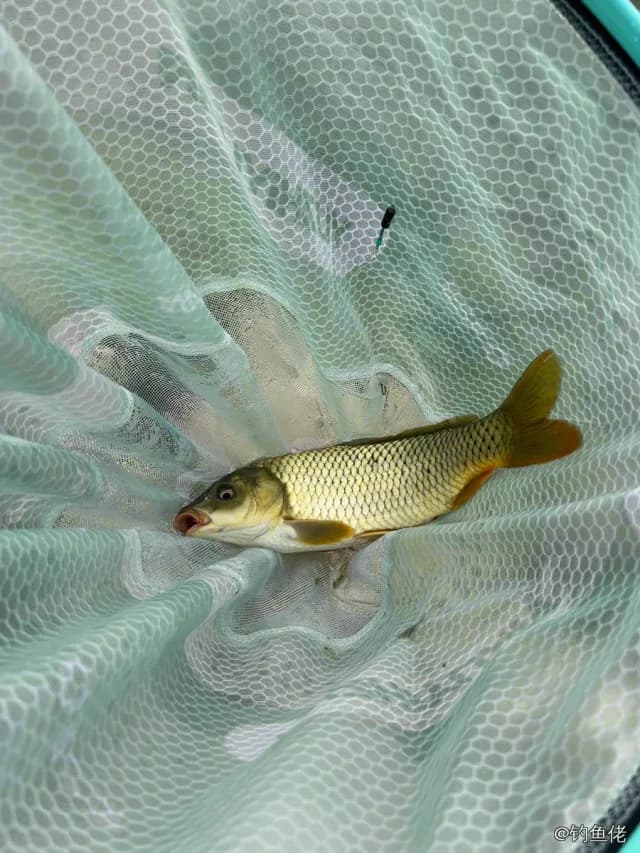 鲤鱼钓获 2.6kg